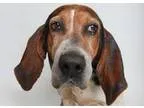 Adopt Ellie a Hound