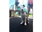 Adopt MayDay a White - with Gray or Silver Pit Bull Terrier  Mix