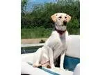 Adopt Scout a TanYellowFawn Labrador Retriever  Mixed dog in San