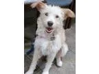 Adopt Pattsy a White - with Tan Yellow or Fawn Wheaten Terrier  
