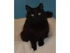 Adopt Strawberry a Domestic Longhair  Mixed (short coat) cat in 