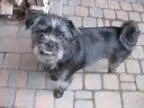 Adopt Skeeter a GrayBlueSilverSal t and Pepper Brussels Griffon