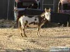 miniature donkey mini donkey