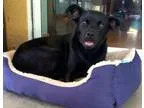 Adopt Give me a chance a Black Labrador Retriever  Mixed dog in 