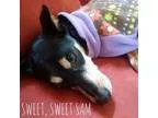 Adopt Sam a Black - with Tan Yellow or Fawn Manchester Terrier  