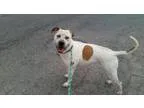 Apollo - Male Labrador Retriever Mix