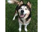 Adopt Lukas a Alaskan Malamute  Mixed dog in Burnaby BC (1575757