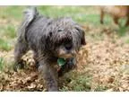 Adopt Stella a Shih Tzu  Mixed dog in Bauxite AR (15694725)