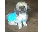 Adopt Chelsea a Shih Tzu