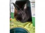 Adopt Truffles a Bunny Rabbit