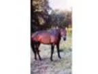 Thoroughbred Stud