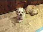 Adopt Lil a Shih Tzu
