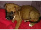 Adopt Timmy a TanYellowFawn - with Black Boxer dog in Sheffield 