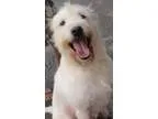 Adopt Leo a Terrier