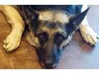 Adopt Loretta Lynn a German Shepherd Dog  Mixed dog in Newport B