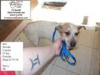 Adopt Ava a Jack Russell Terrier (Parson Russell Terrier) Pug