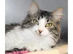 Adopt Muffins a Tan or Fawn Domestic Mediumhair  Mixed cat in Wi