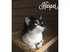 Adopt Harper a Black and White or Tuxedo Domestic Shorthair (sho