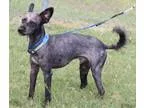 Adopt Blackie a Schnauzer