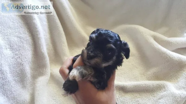 HOME-RAISED Health Guaranteed MALTIPOO Puppies w Champion Bloodl
