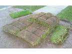 Free palmetto lawn