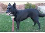 Adopt Little Bit a Black - with White Border Collie  Mixed dog i