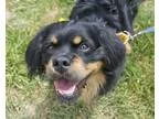 Adopt Jackson a Black Tibetan Spaniel  Mixed dog in Asheville NC