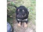 Adopt Trix-pending a Black - with Tan Yellow or Fawn Anatolian S