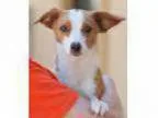 Adopt Buttercup a Jack Russell Terrier