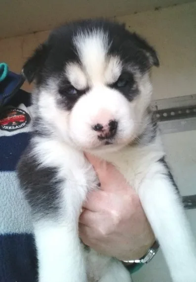 Very special siberian husky puppies