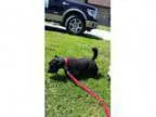 Jack - Male Lhasa ApsoMaltese Mix