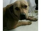 Adopt MYA a BrownChocolate Pit Bull Terrier  Mixed dog in Rivers