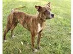 Adopt Bree a Australian Cattle Dog (Blue Heeler) Pit Bull Terrie