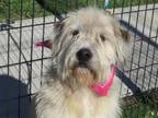 Adopt Noodles a Wheaten Terrier Old English Sheepdog
