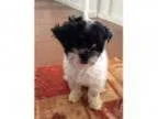 Adopt Macie Mae a Shih Tzu Poodle