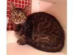 Adopt Tigress a Brown Tabby Domestic Shorthair (short coat) cat 