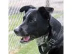 Adopt Sam a Black - with White Border Collie  Australian Cattle 