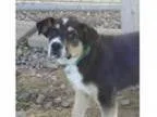 Adopt Michael a Collie Australian Shepherd