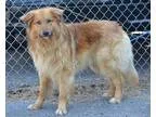 Adopt KYLO a TanYellowFawn - with Black Collie  Belgian Laekenoi
