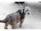 Adopt Maggie a Schnauzer Terrier