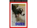 Adopt duke a Great Dane