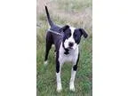 Adopt Lionel Richie a Pit Bull Terrier  Mixed dog in Boston MA (