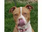 Adopt Mutter a TanYellowFawn - with White Pit Bull Terrier  Mixe