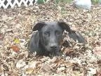 Adopt Sophie a Black Labrador Retriever  Mixed dog in Columbus I