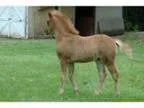 Section B Welsh Colt