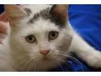 Adopt Bunny (38718) a Domestic Mediumhair  Mixed cat in Little R