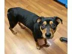 Adopt Mercy a Black - with Brown Red Golden Orange or Chestnut R