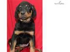 Roxie WE DELIVER PUPPIES TO YOUR DOOR