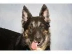 Adopt Barney Fife a German Shepherd Dog  Mixed dog in Newport Be