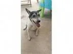 Adopt CharlieMS a Jack Russell Terrier